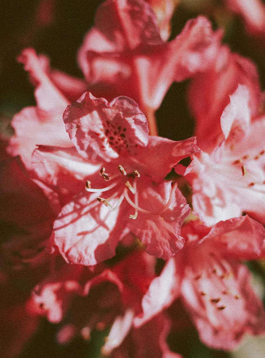 5 φυτά κατάλληλα για σκιερές γωνιές-4