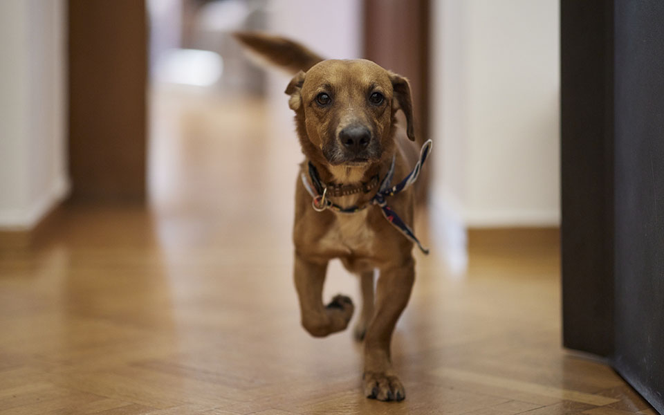 Μέγαρο Μαξίμου: Ο Πίνατ ο τετράποδος ένοικος που υιοθέτησε ο Κυριάκος Μητσοτάκης-1
