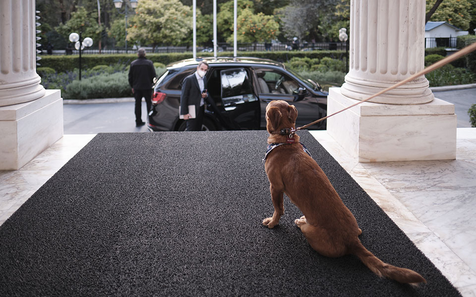 Μέγαρο Μαξίμου: Ο Πίνατ ο τετράποδος ένοικος που υιοθέτησε ο Κυριάκος Μητσοτάκης-3