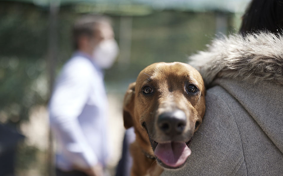 Μέγαρο Μαξίμου: Ο Πίνατ ο τετράποδος ένοικος που υιοθέτησε ο Κυριάκος Μητσοτάκης-2