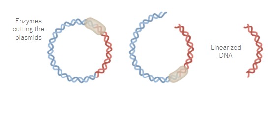 Στα εργαστήρια της Pfizer: Τα 19 βήματα για την παραγωγή του εμβολίου-7