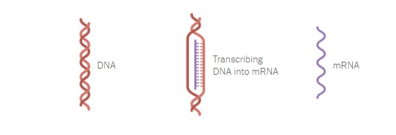 Στα εργαστήρια της Pfizer: Τα 19 βήματα για την παραγωγή του εμβολίου-10