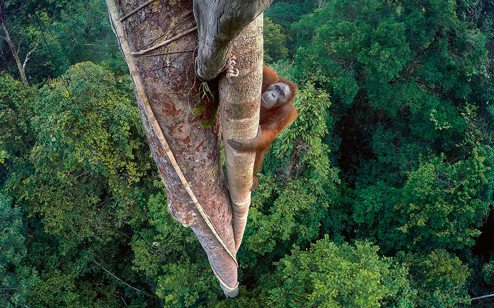 μόνο-το-19-της-γης-παραμένει-ανέγγιχτο-α-561337258