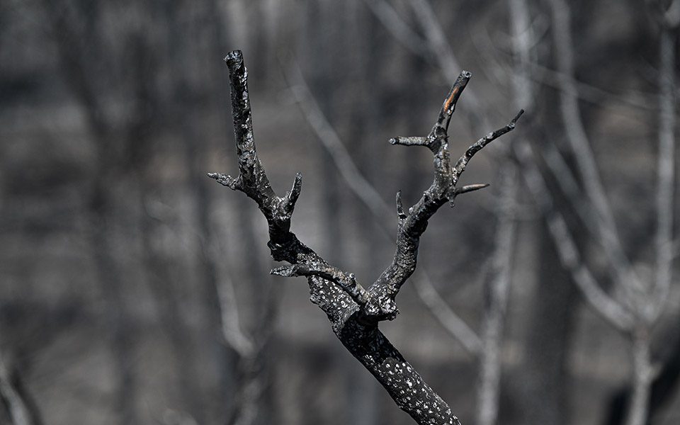γεράνεια-όρη-ζώα-ψάχνουν-τροφή-και-νερ-561376606