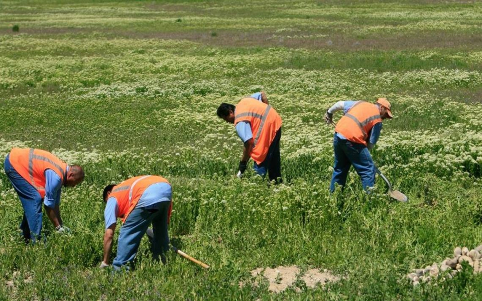 ελ-σαλβαδόρ-κρατούμενοι-καλλιεργούν-561368971