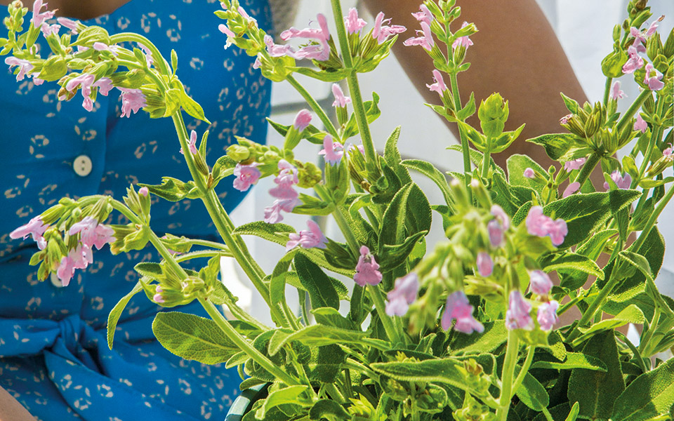 εσείς-φυτέψατε-φασκόμηλο-561363469