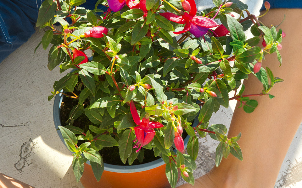 φούξια-ξανά-κοντά-μας-561370675