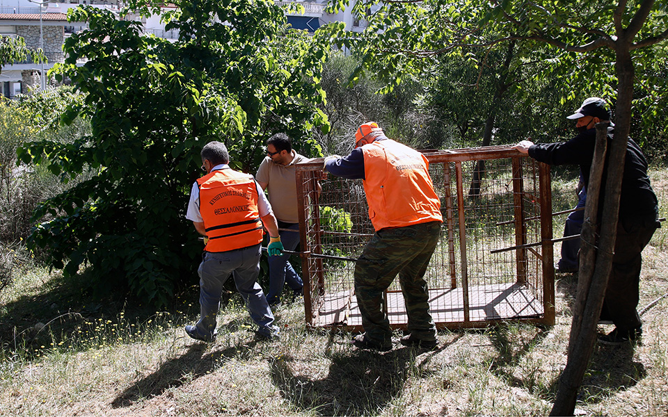 καρέ-καρέ-η-σύλληψη-του-αγριογούρ-561363058