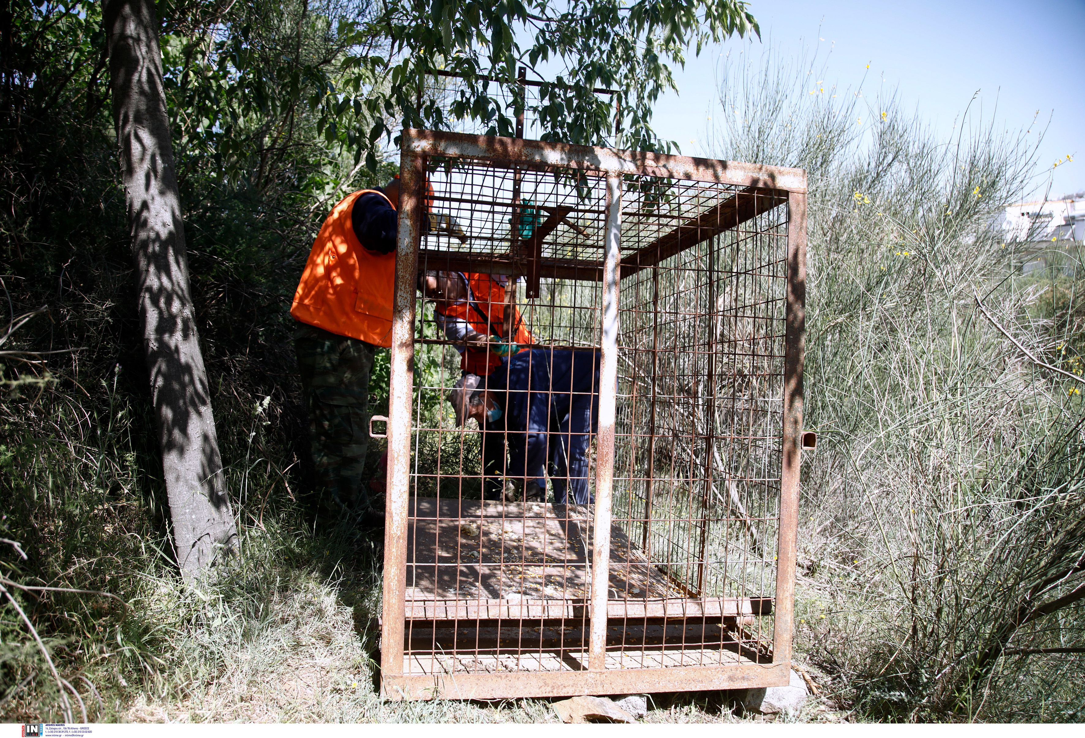 Καρέ – καρέ η «σύλληψη» του αγριογούρουνου στις Συκιές Θεσσαλονίκης-3