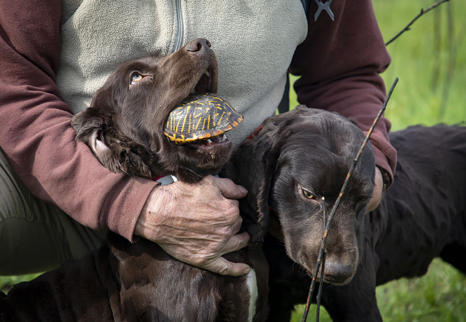 Με την βοήθεια των σκύλων