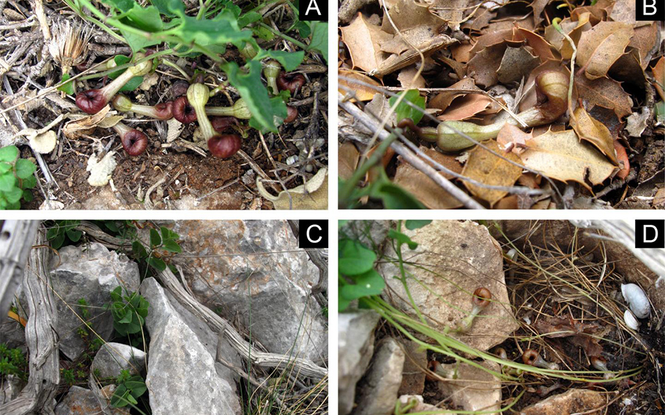 μοναδικό-στον-κόσμο-ελληνικό-λουλούδ-561374011