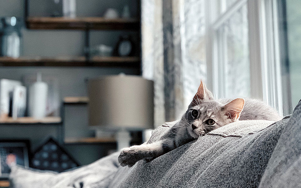 ζώα-συντροφιάς-οι-αντιδράσεις-στο-νομ-561355873