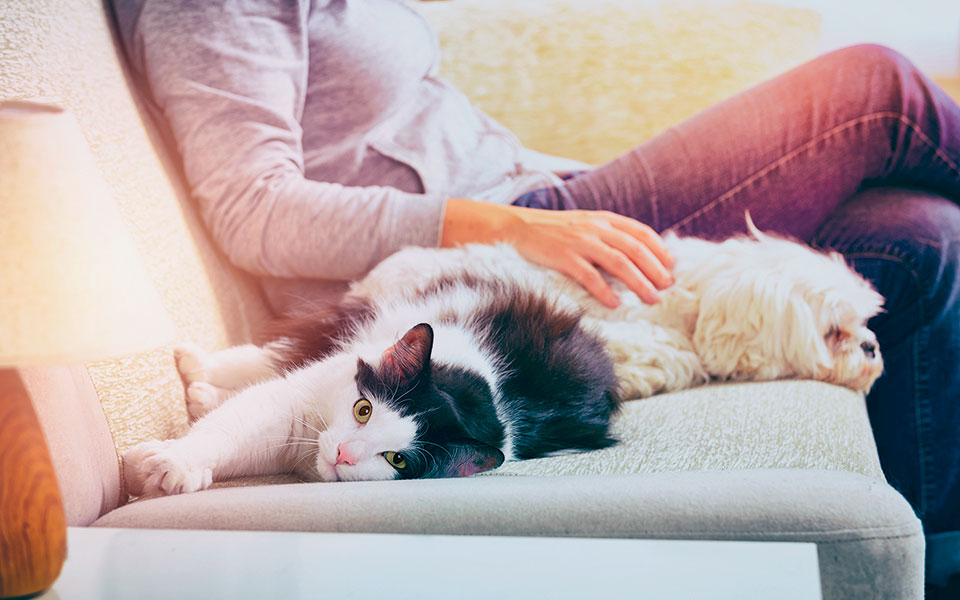 ζώα-συντροφιάς-αντιδράσεις-στο-νομοσ-561358966