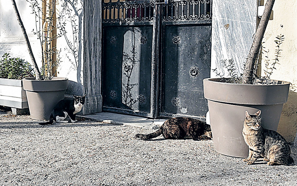 ζώα-συντροφιάς-νέοι-νόμοι-έρχονται-τα-561358978