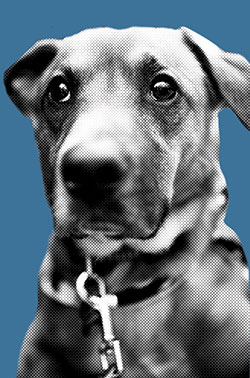 ΠIΝΑΤ: Κομματόσκυλα-1