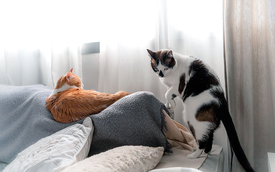 ζώα-συντροφιάς-εξέταση-ενστάσεων-και-561371107