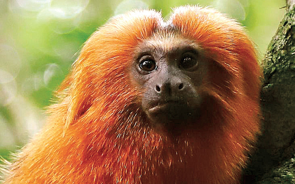 υιοθετούν-προφορά-για-να-επικοινων-561379534