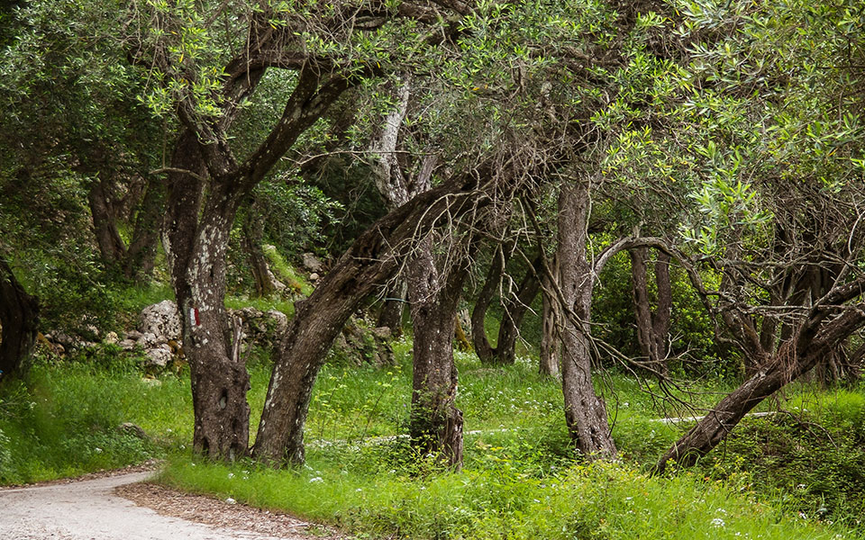 δασικοί-χάρτες-υποδείξεις-λαθών-και-π-561369970