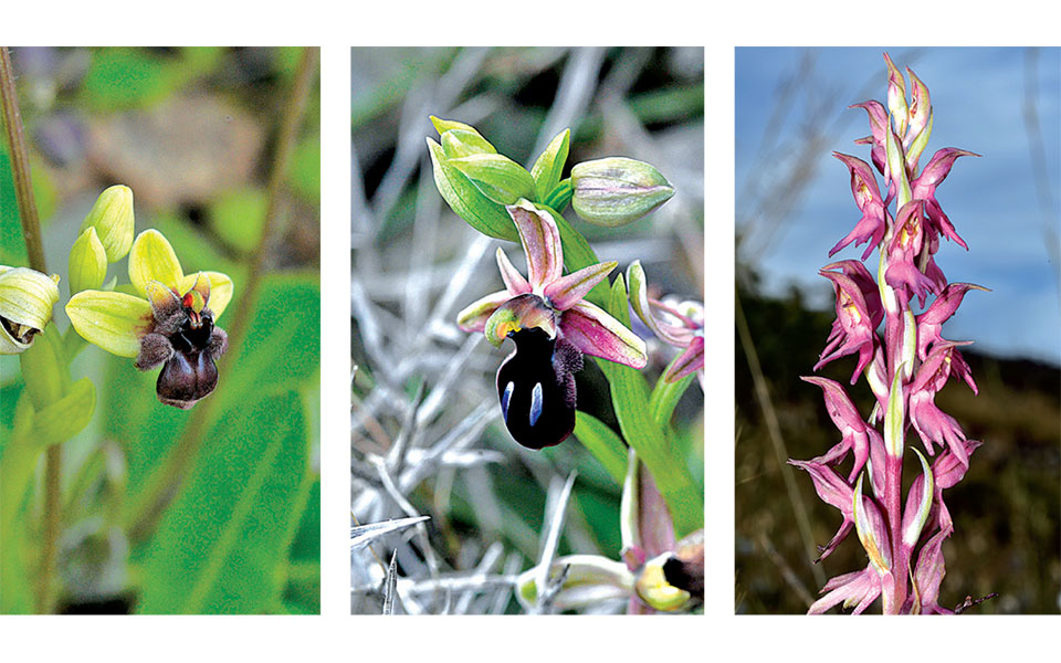 παράθυρο-σε-έναν-πυκνό-και-μυστηριώδη-561380842