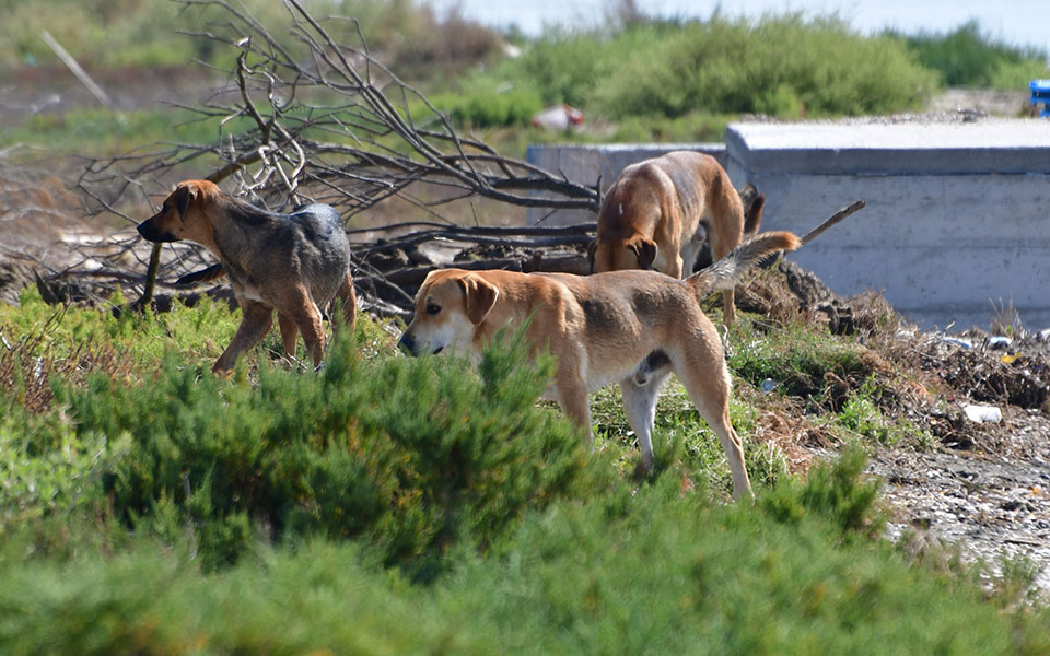 ζώα-συντροφιάς-παρ-ολίγον-σωστό-561358990
