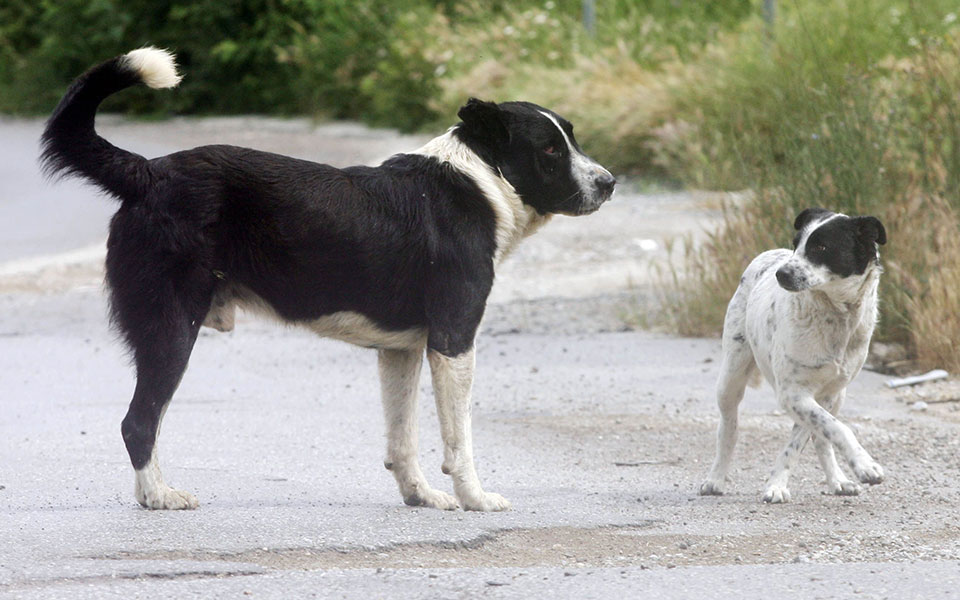 ζώα-συντροφιάς-προς-μια-πολύ-θετική-κα-561358996