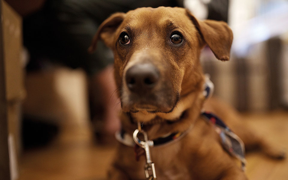 με-γεια-τον-σκύλο-561352597