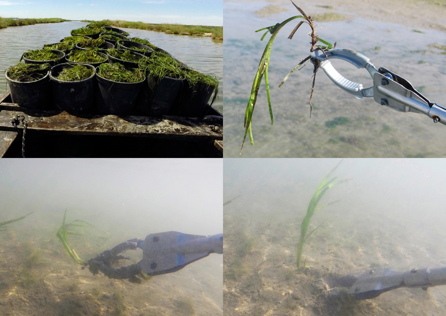 Οι κηπουροί της θάλασσας ζωντανεύουν τους βυθούς-1