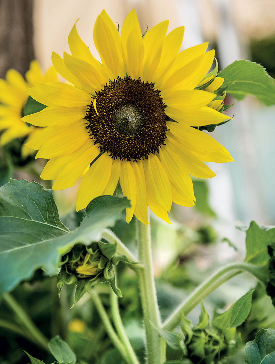 Oι κήποι του κόσμου στην Κηφισιά-1