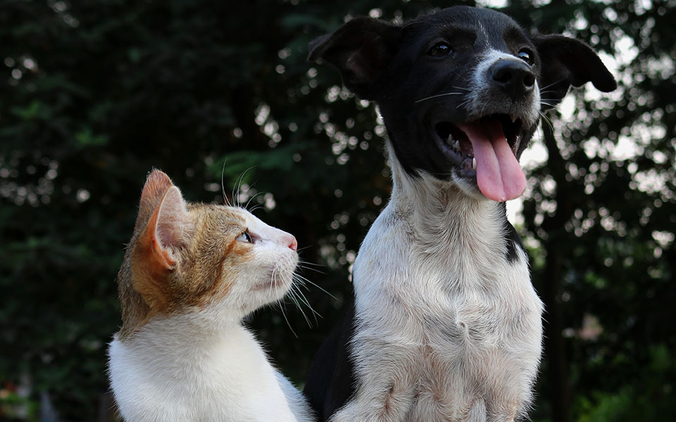 οι-καινοτομίες-που-φέρνει-το-νομοσχέδ-561354661