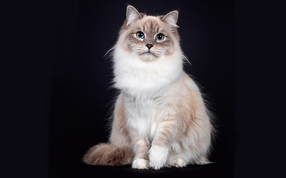 επάγγελμα-γάτα-561382672