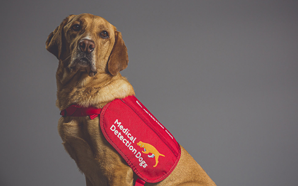 εκπαιδευμένα-σκυλιά-θα-μυρίζουν-όσ-561374314