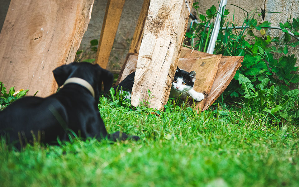 ζώα-συντροφιάς-δεκαοκτώ-ερωταπαντήσ-561354691