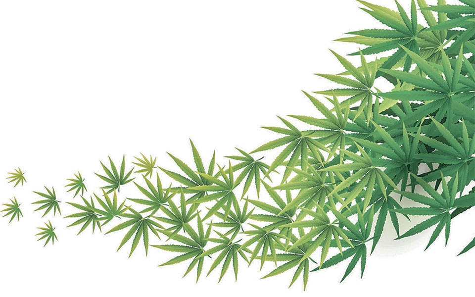 όχι-άλλο-κρυφτούλι-με-την-κάνναβη-561365551