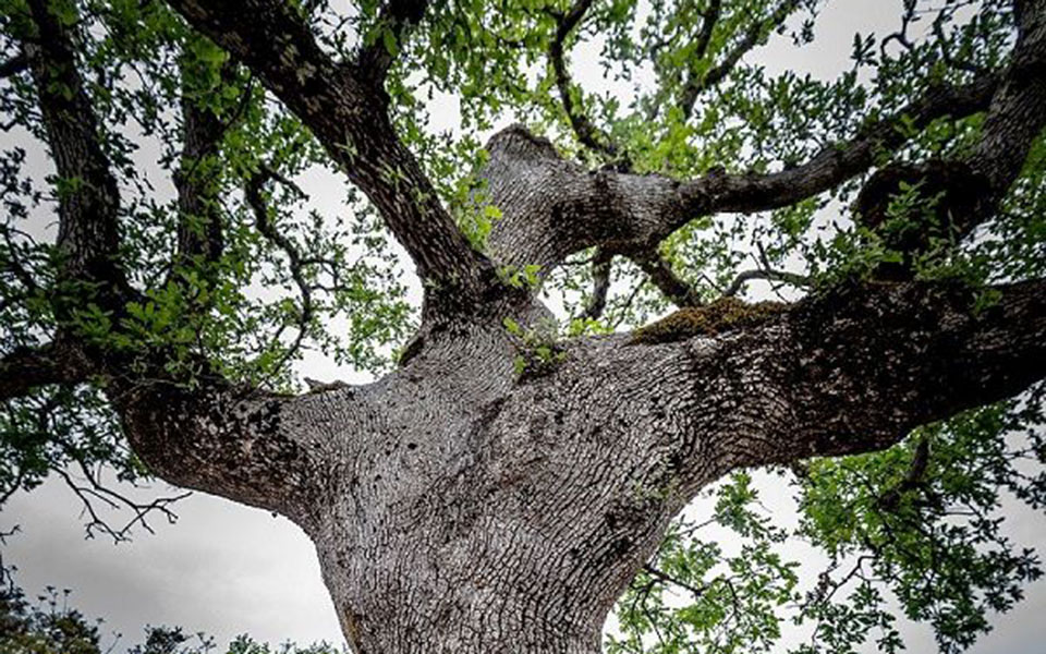 δένδρα-γεύσεις-τοπόσημα-στον-μοριά-δι-561367429