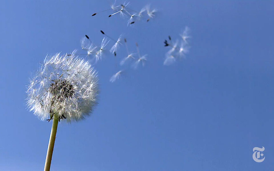 βίντεο-nyt-τι-κρύβεται-πίσω-από-το-εντυπω-561358999