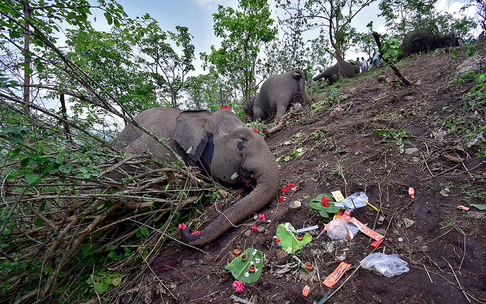 νεκροί-18-άγριοι-ασιατικοί-ελέφαντες-μέ-561362968