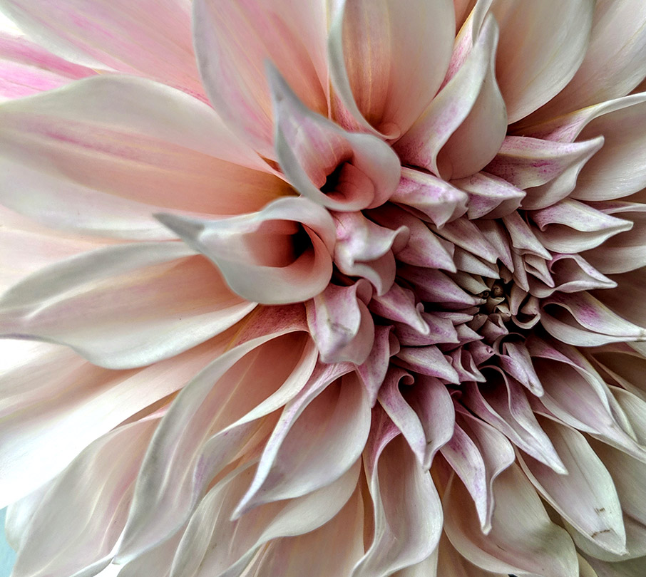 5 αναρριχώμενα φυτά ιδανικά για τα κάγκελα του μπαλκονιού σας-5