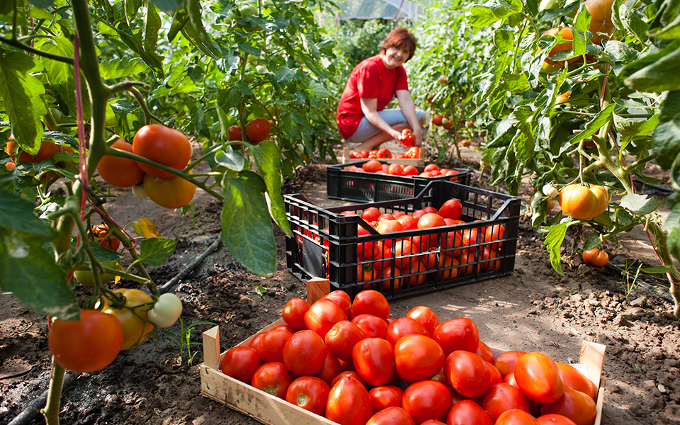 κρήτη-ο-πόλεμος-της-ντομάτας-και-οι-γ-561373204