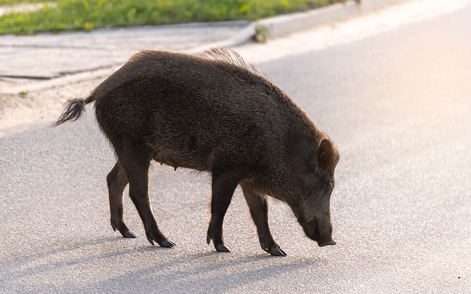 τι-θεσσαλονίκη-τι-ρώμη-αγριογούρουν-561363673