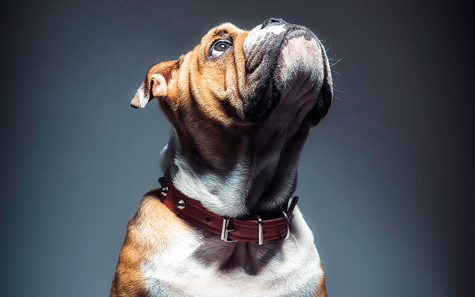 η-κατά-παραγγελίαν-βιοποικιλότητα-561374482