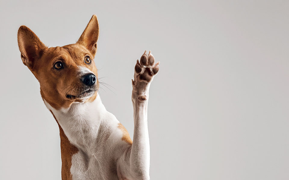 αν-η-ζήλια-ήταν-σκύλος-561367609