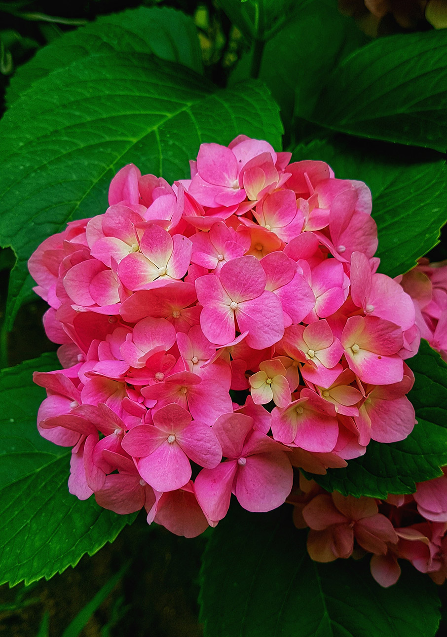 5 αναρριχώμενα φυτά ιδανικά για τα κάγκελα του μπαλκονιού σας-4