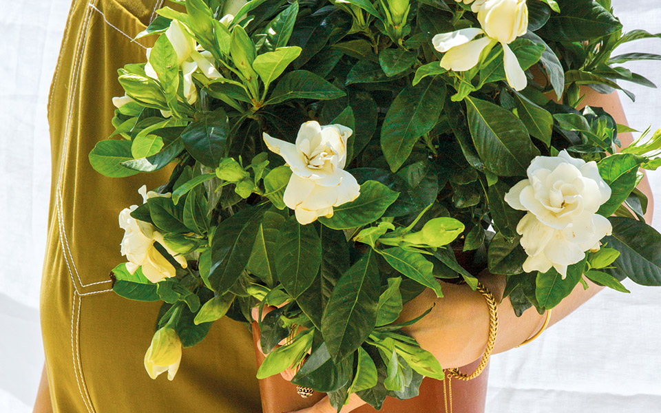 h-δύστροπη-γαρδένια-561388531