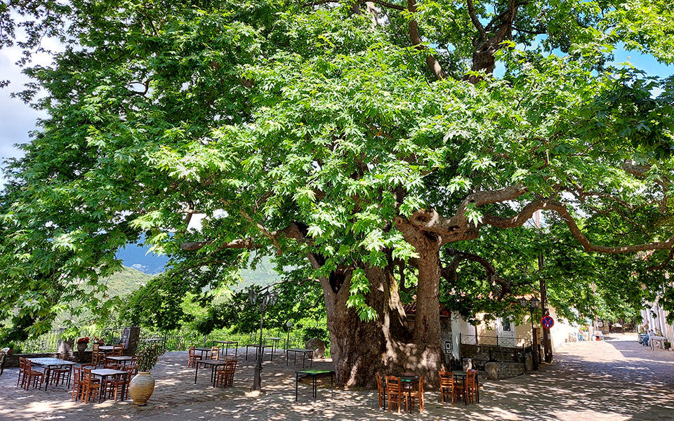 τα-δέντρα-μιλούν-για-το-21-561410194