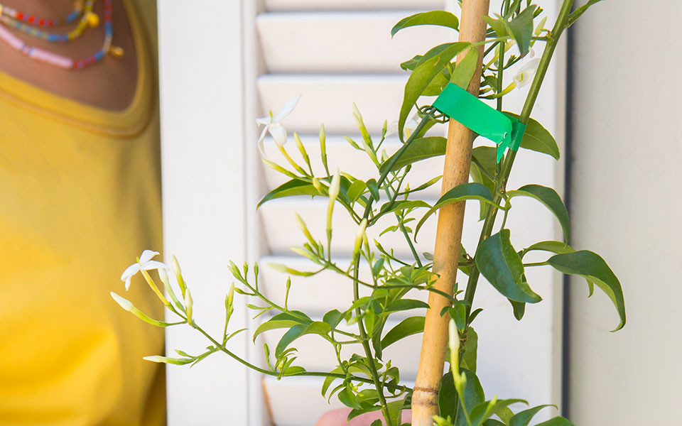 της-μιας-δραχμής-τα-γιασεμιά-561403192