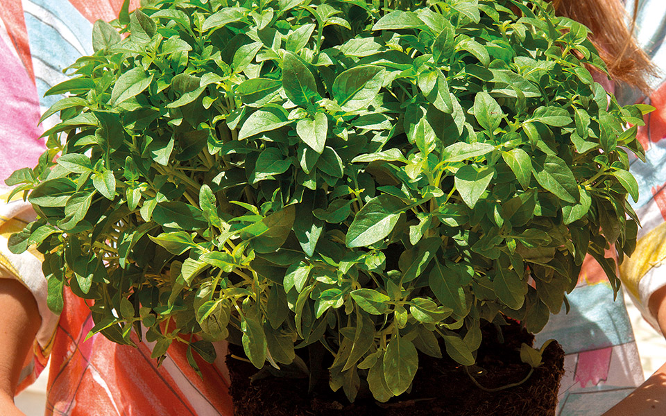 o-βασιλιάς-του-κήπου-561394165