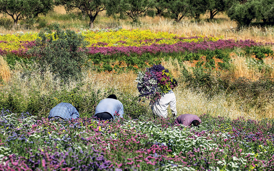 Το φαράγγι  της Οινόης-4