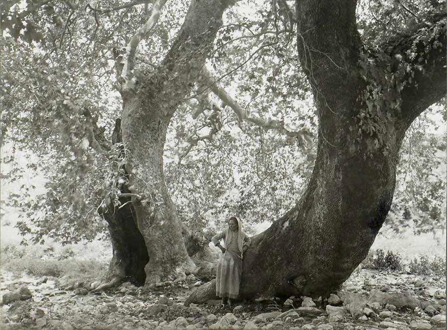 Τα δέντρα μιλούν για το ’21-1