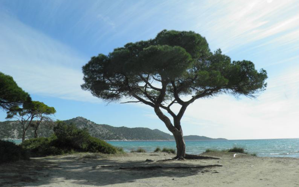 εθνικό-πάρκο-σχινιά-καταστροφή-με-ά-561400006