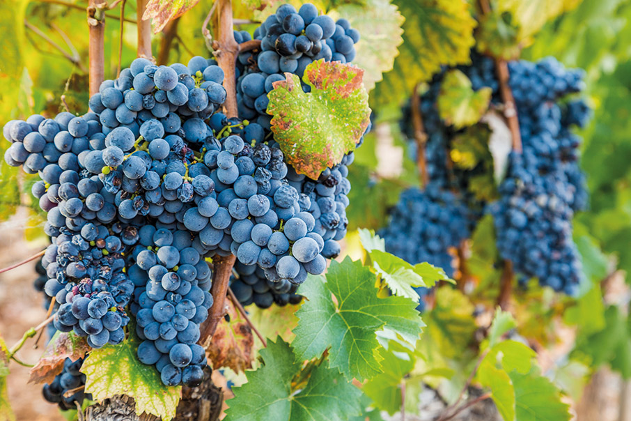 Οινοτουρισμός στην Προβηγκία-2